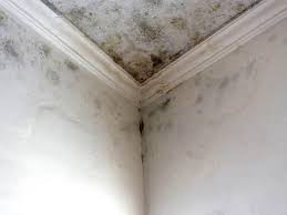 Best Mold Damage Restoration  in Northwood, IA